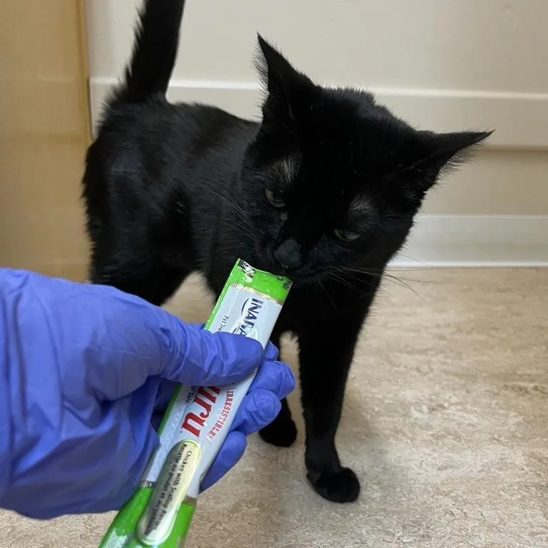 Silverton thumbnail 5