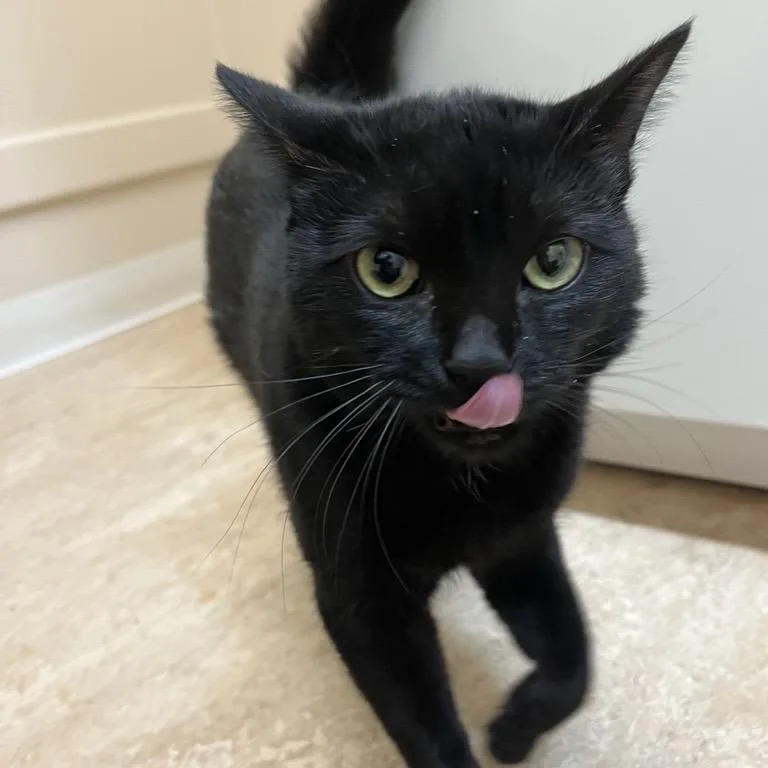 Silverton thumbnail 6