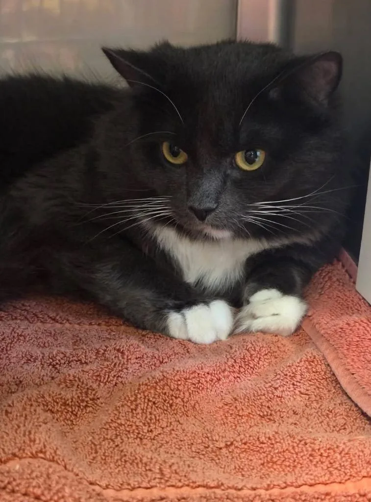 A young large-sized male Domestic Long Hair cat named Eggs for adoption in Liverpool, NY
