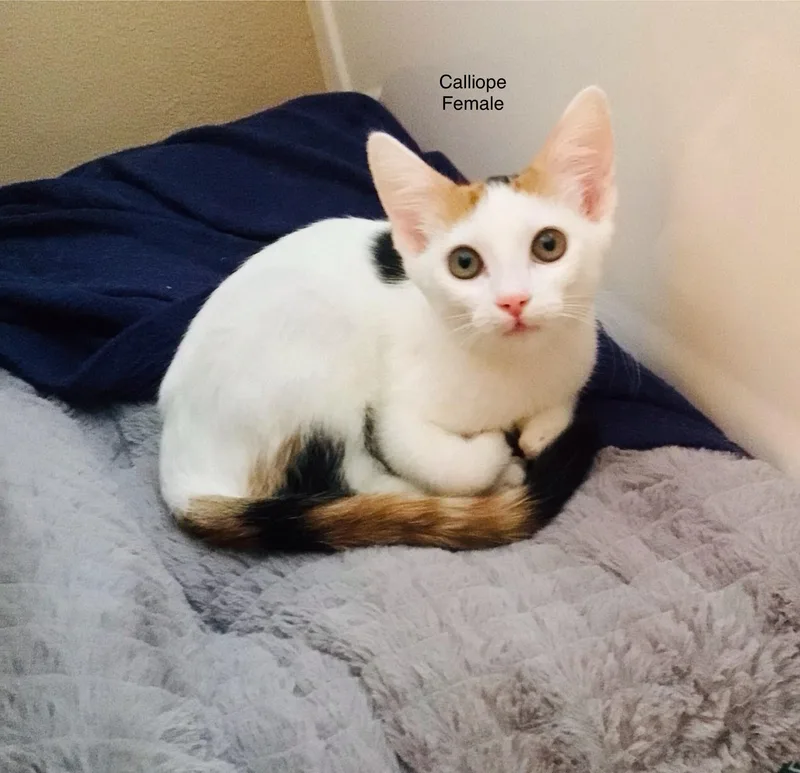 A baby small-sized female Calico Domestic Short Hair cat named Calliope for adoption in Palmdale, CA
