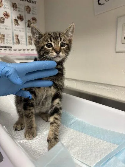 A baby medium-sized male Brown / Chocolate Domestic Short Hair cat named Anakin for adoption in Oakland, CA