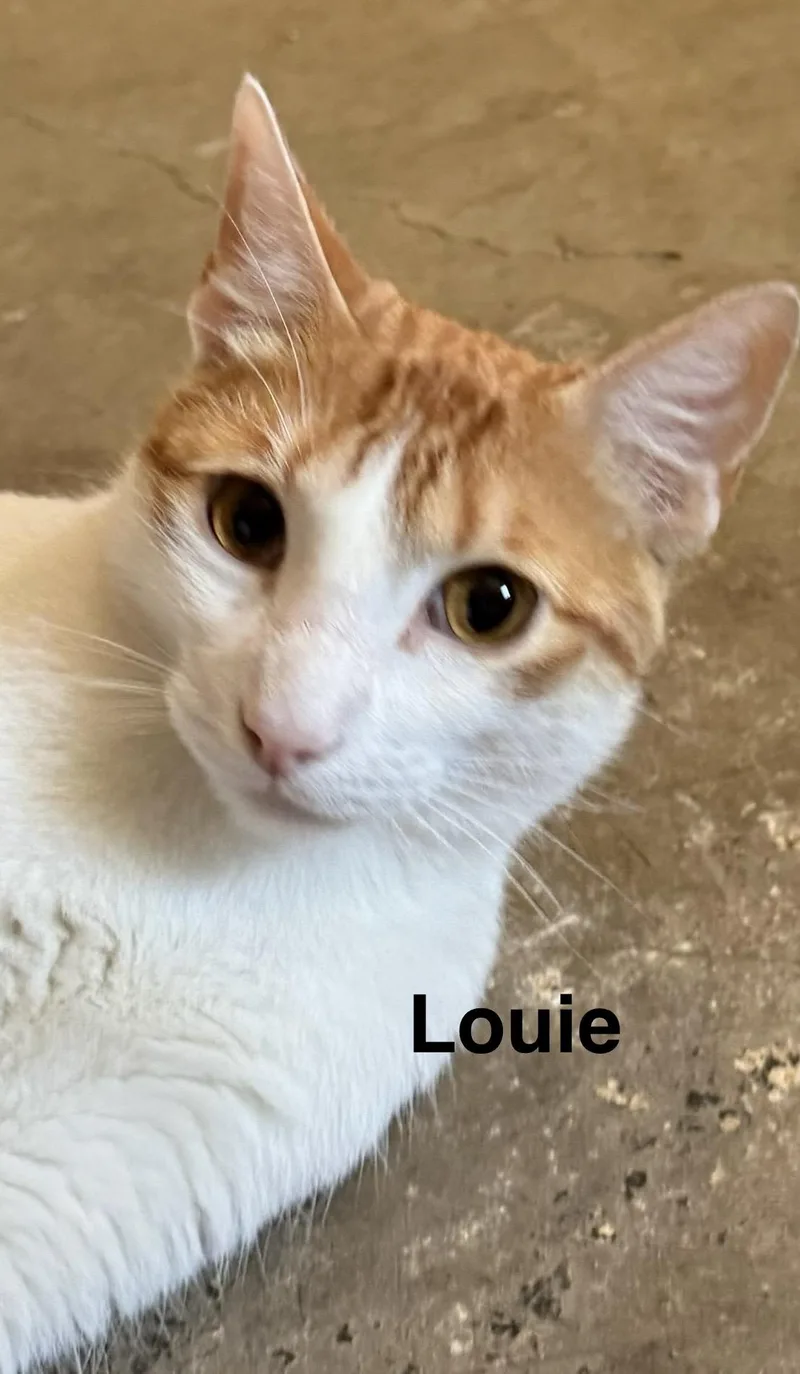A young medium-sized male Domestic Short Hair cat named Louie for adoption in Zimmerman, MN