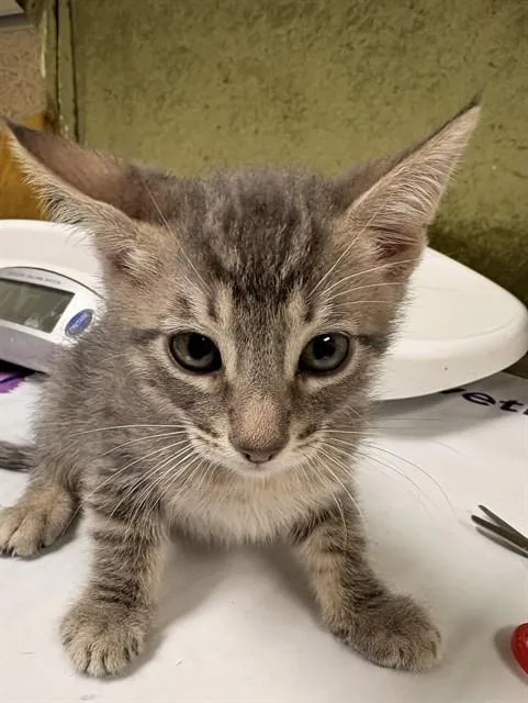 A baby small-sized male Domestic Short Hair cat named Duke for adoption in Riverside, CA