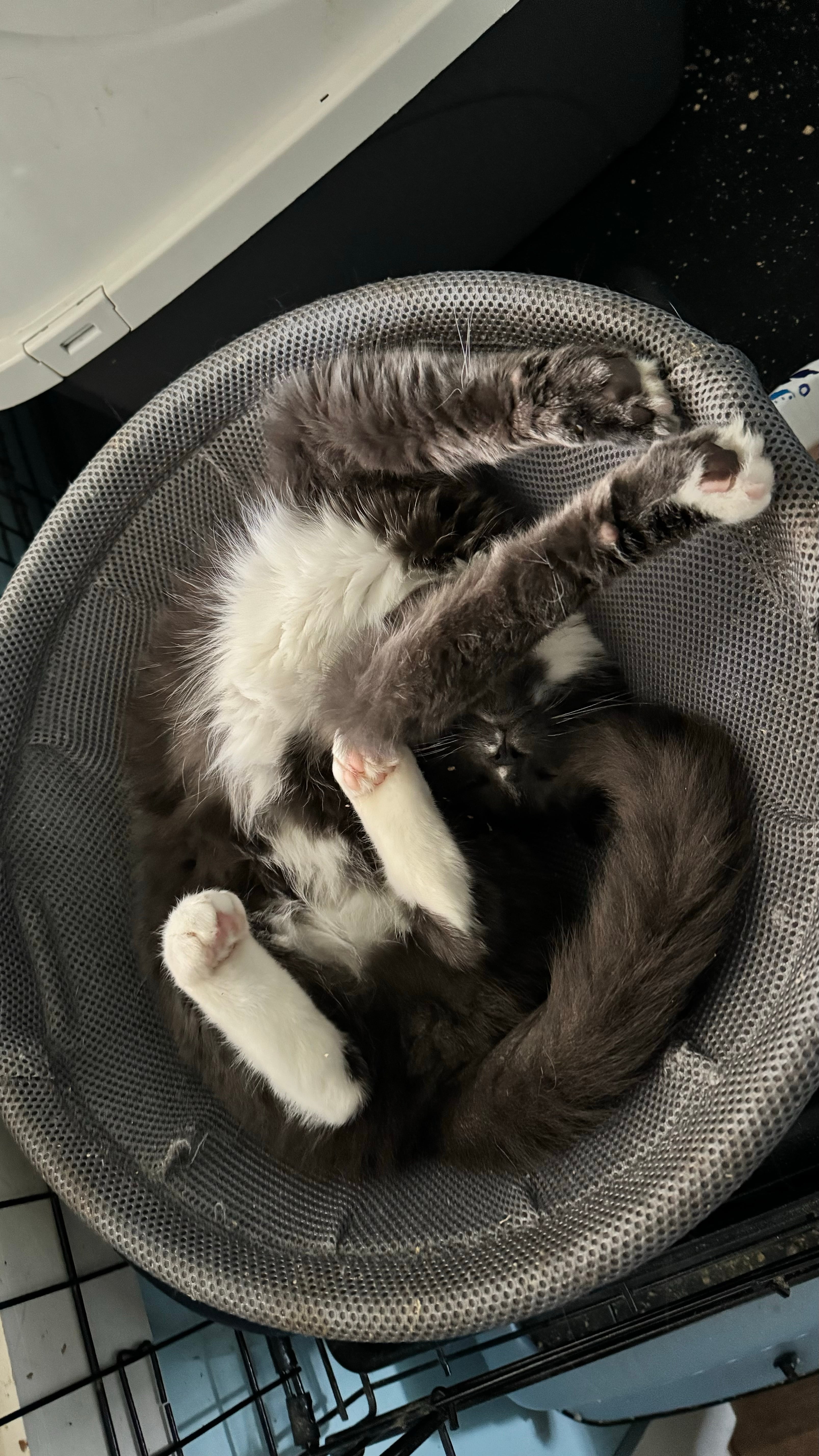 Sir Bombay Chai thumbnail 2