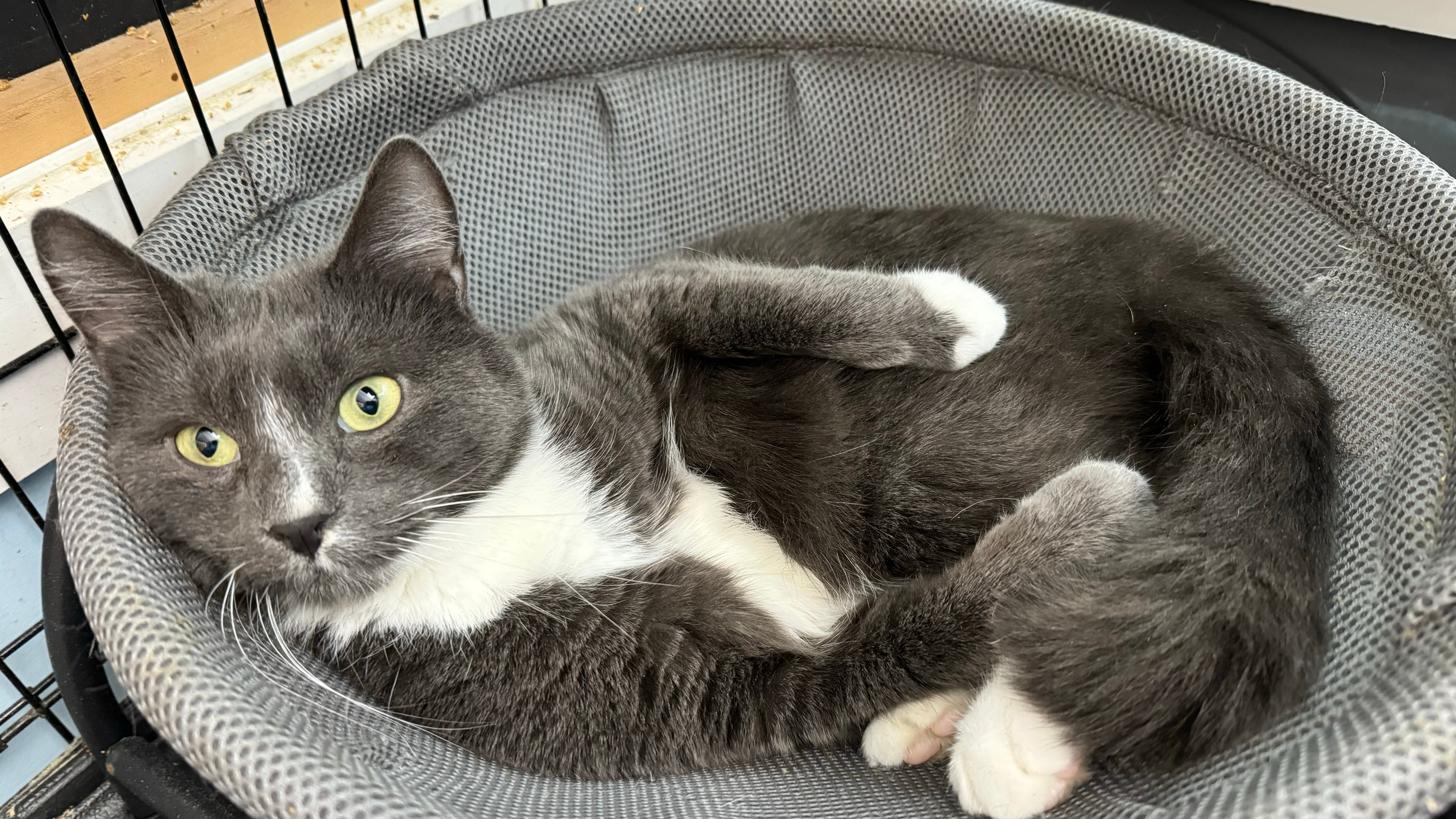 Sir Bombay Chai thumbnail 3