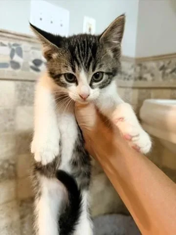 A baby small-sized male Brown / Chocolate Domestic Short Hair cat named Mango for adoption in Kansas City, MO
