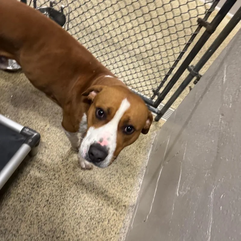 An adult medium-sized male Brown / Chocolate Boxer dog named Biscuit for adoption in Marble, NC