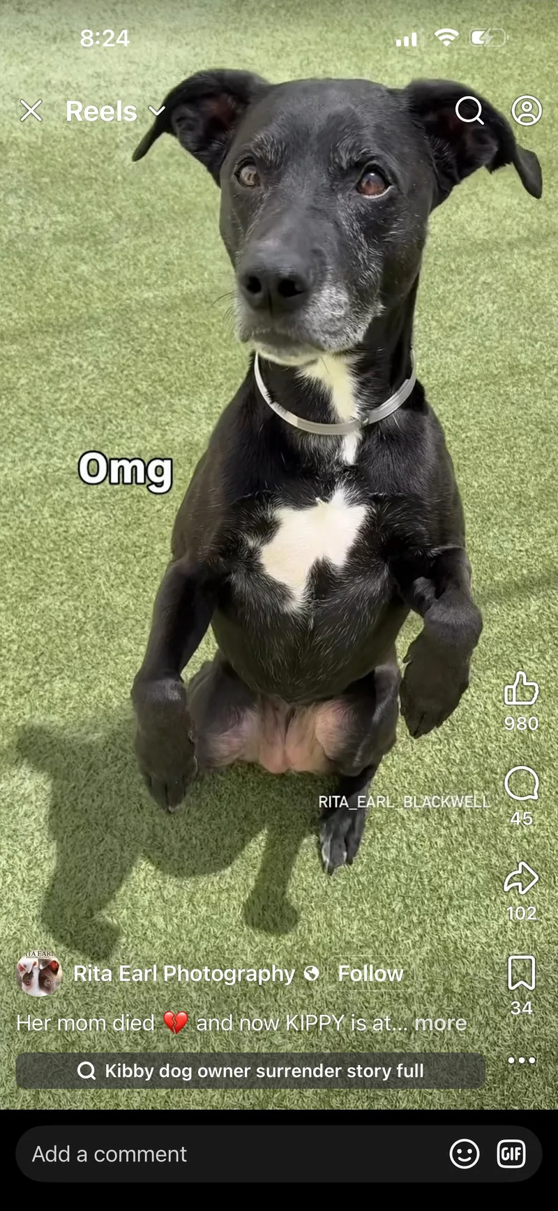 A senior medium-sized female Labrador Retriever dog named Kippy for adoption in San Diego, CA