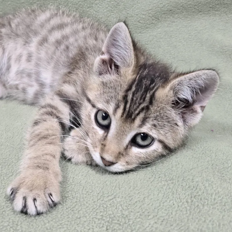 A baby medium-sized male Domestic Short Hair cat named Preston for adoption in Frankfort, IN