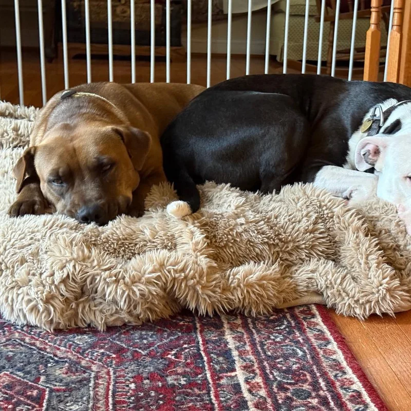 Miss Lily A thumbnail 3