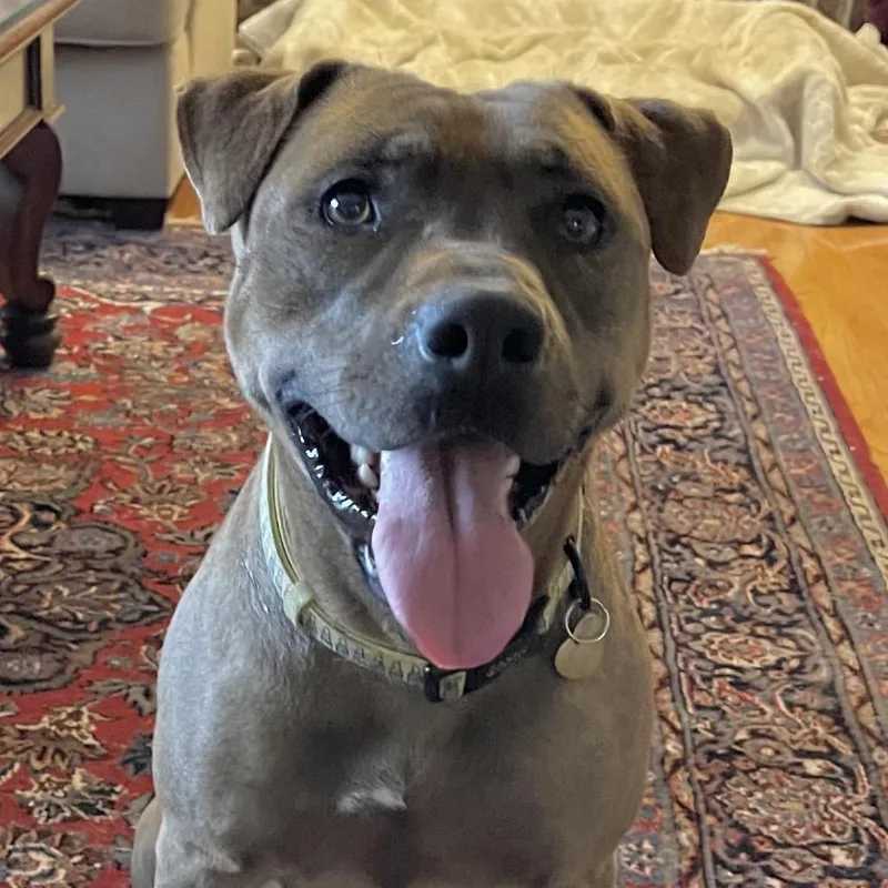 Miss Lily A thumbnail 5