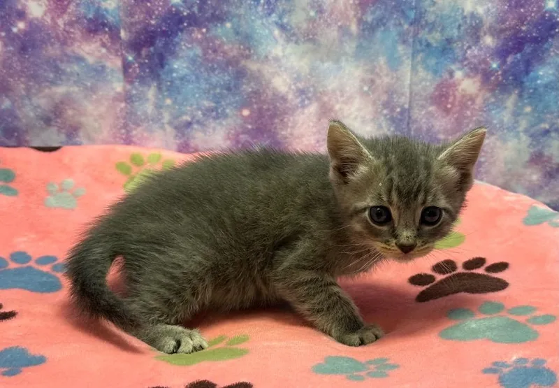 A baby small-sized male Domestic Short Hair cat named Lincoln for adoption in Washington Court House, OH