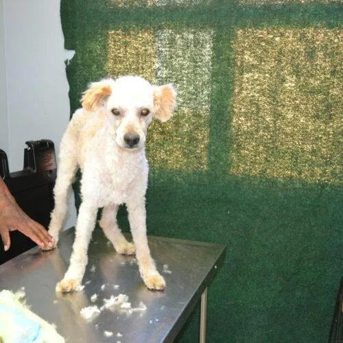 A baby small-sized male Bichon Frise dog named Kyle for adoption in Jackson, LA