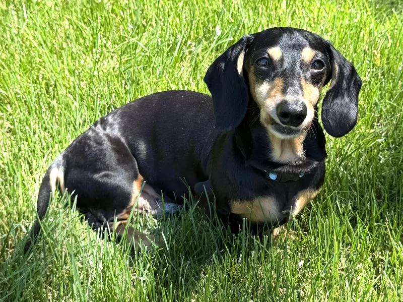 An adult small-sized male Black Dachshund dog named Tonka for adoption in New York, NY
