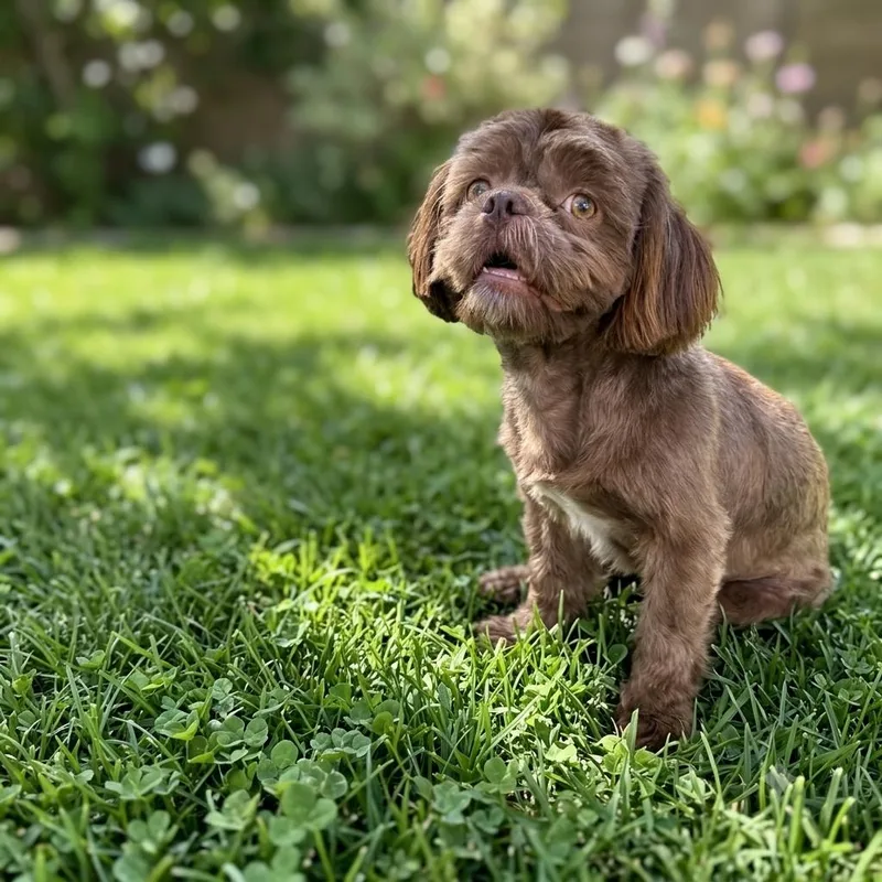 A young small-sized male Shih Tzu dog named Rufus for adoption in Bakersfield, CA