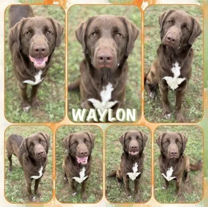 Waylon