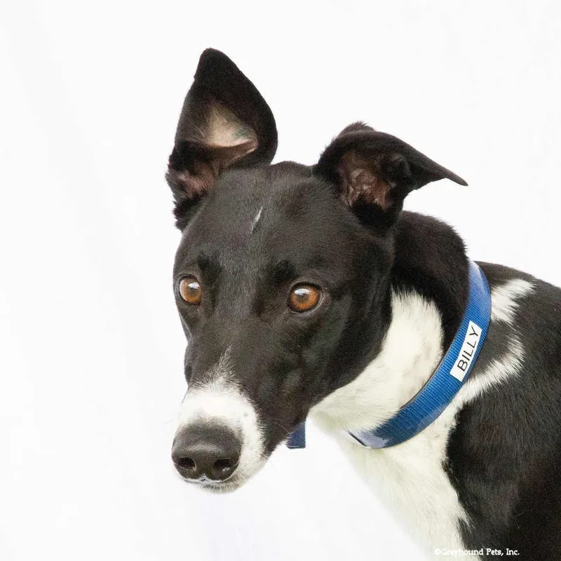 An adult large-sized male Greyhound dog named Billy for adoption in Woodinville, WA