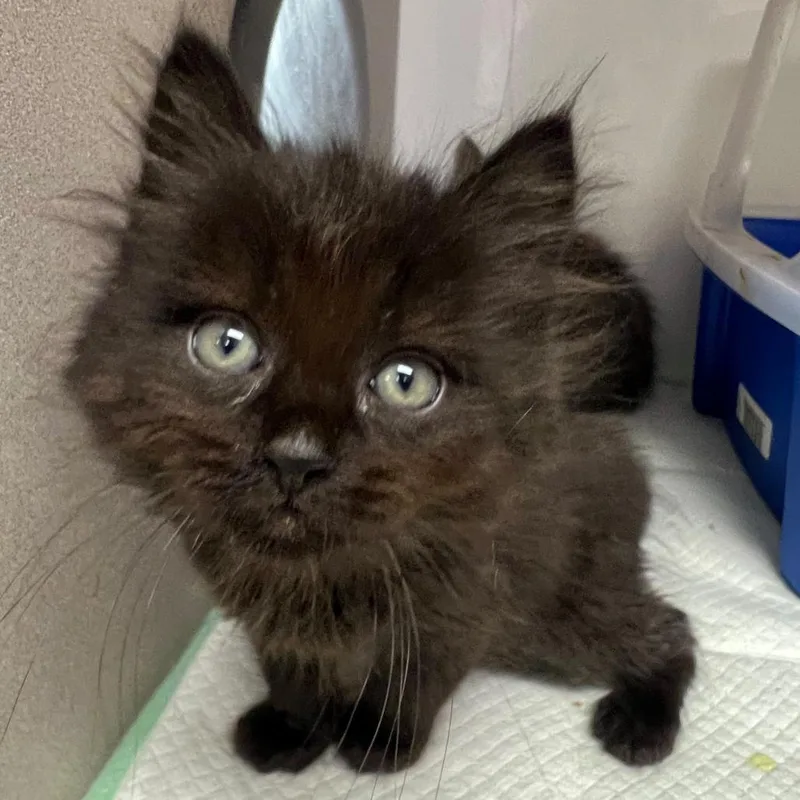 A baby small-sized male Black Domestic Long Hair cat named Prince Charming for adoption in Winchester, VA