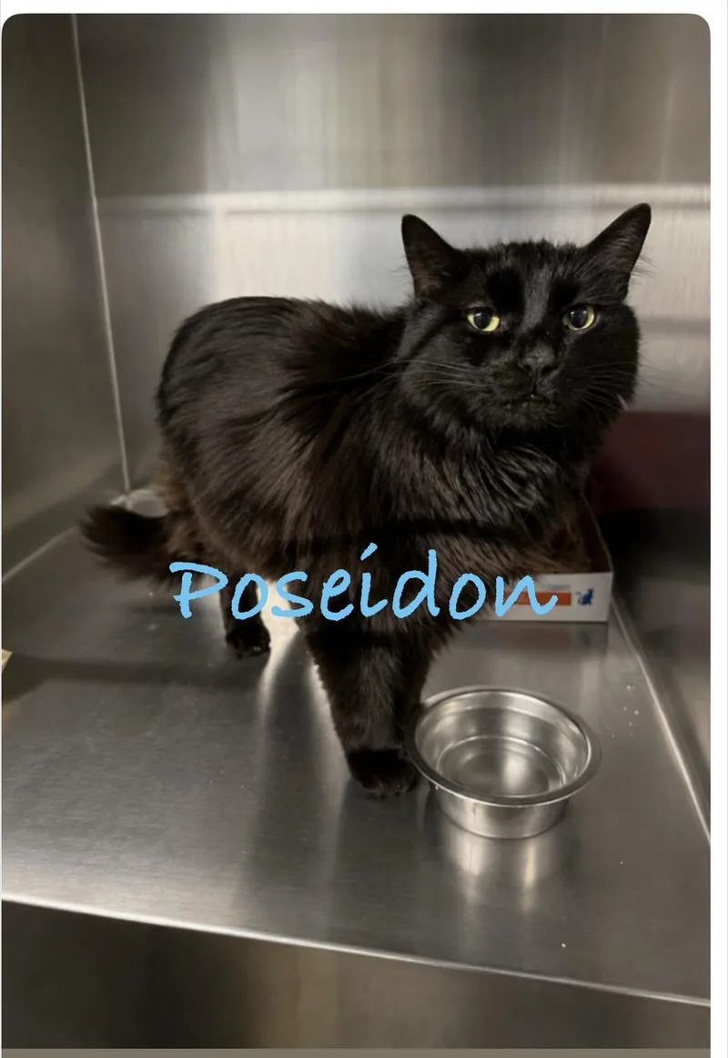 A senior medium-sized male Black Domestic Long Hair cat named Poseidon for adoption in North East, MD