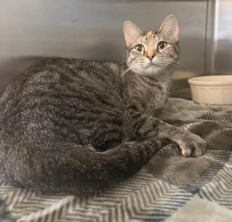 A baby medium-sized female Tabby (Brown / Chocolate) Domestic Short Hair cat named Jaylsa for adoption in Columbus, NE