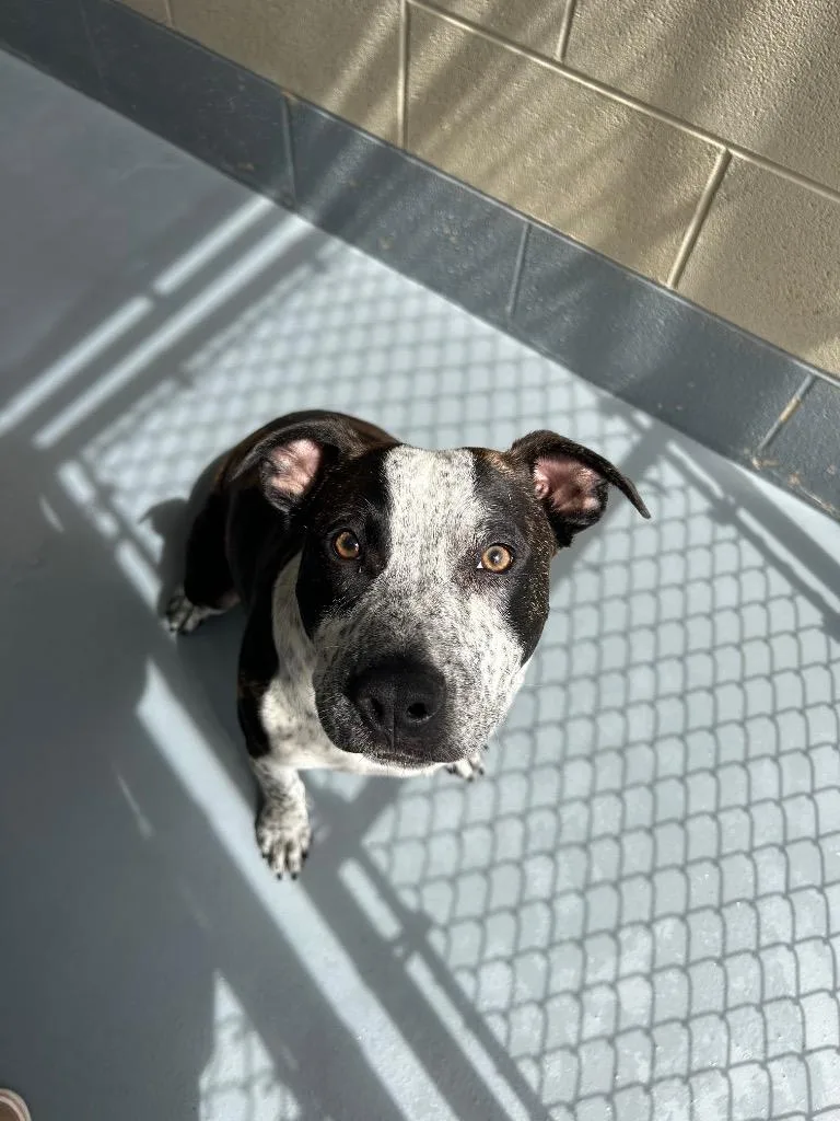 A baby medium-sized male Australian Cattle Dog / Blue Heeler dog named Outlawrex for adoption in Johnson City, TN