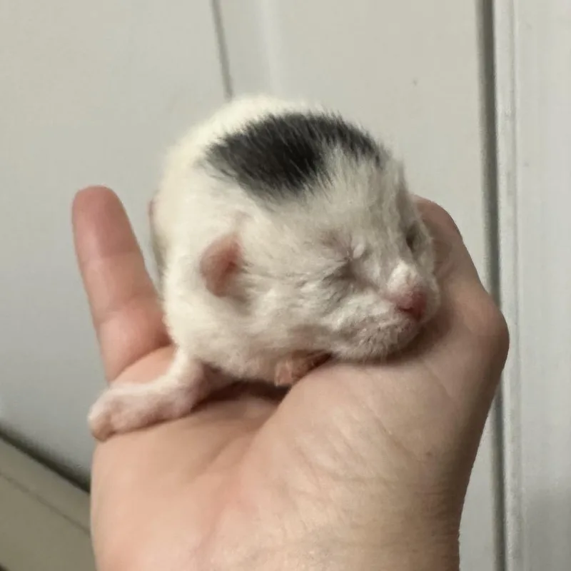 A baby small-sized male White Domestic Short Hair cat named Bing for adoption in Oakton, VA