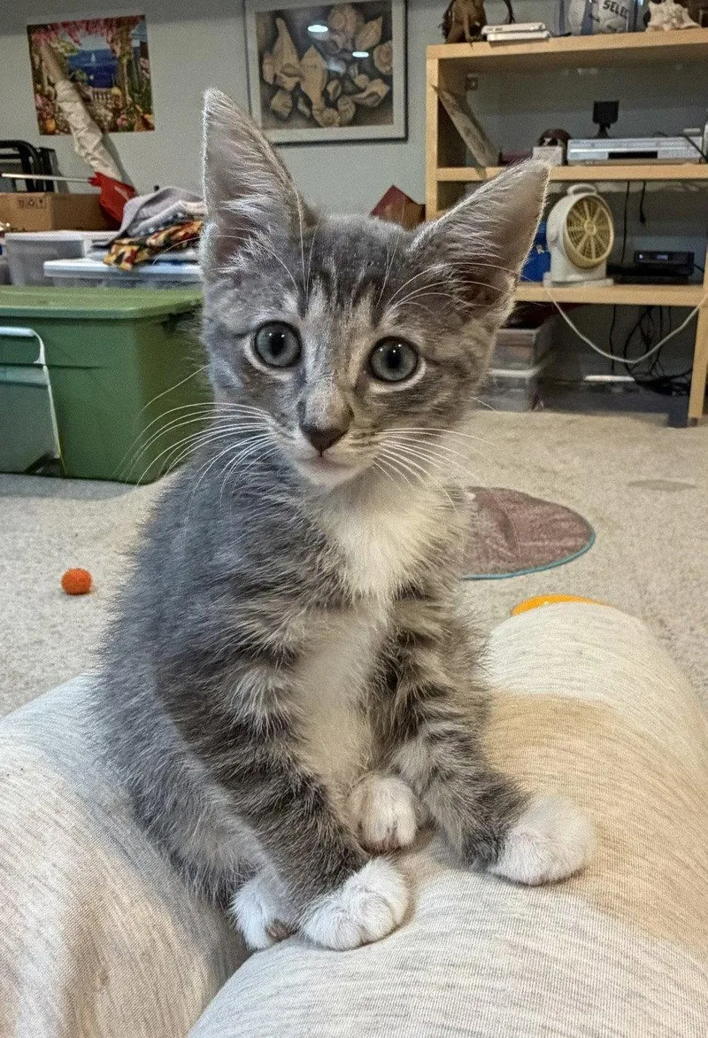 A baby medium-sized female Domestic Short Hair cat named Paris  Willow Grove for adoption in Greenville, DE