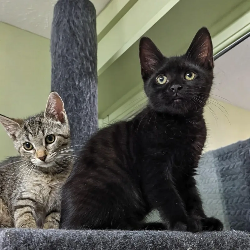 A baby small-sized female Tabby (Buff / Tan / Fawn) Domestic Short Hair cat named Diamond for adoption in West Jefferson, OH