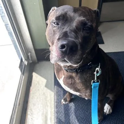An adult large-sized male Mixed Breed dog named Trevor for adoption in Merriam, KS