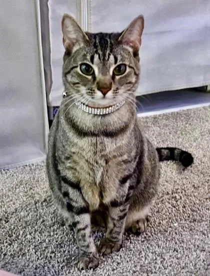 An adult small-sized female Brown / Chocolate Domestic Short Hair cat named Ming for adoption in Atlanta, GA