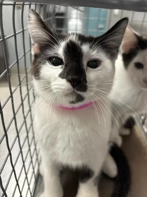 A baby small-sized female Domestic Short Hair cat named Suzy for adoption in Las Vegas, NV