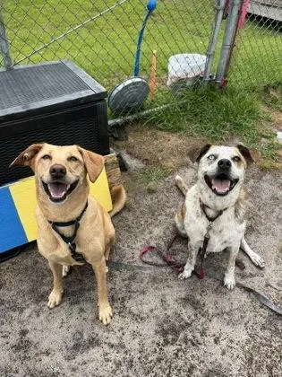 An adult large-sized male Mixed Breed dog named Noah for adoption in Manteo, NC