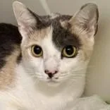 An adult medium-sized female Dilute Calico Domestic Short Hair cat named Artemis for adoption in Hilliard, OH