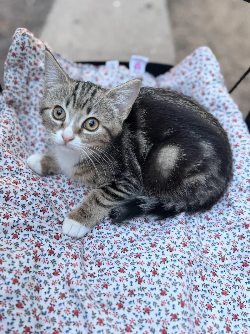 A young small-sized female Tabby (Buff / Tan / Fawn) Domestic Short Hair cat named Sardine for adoption in Medford, NJ