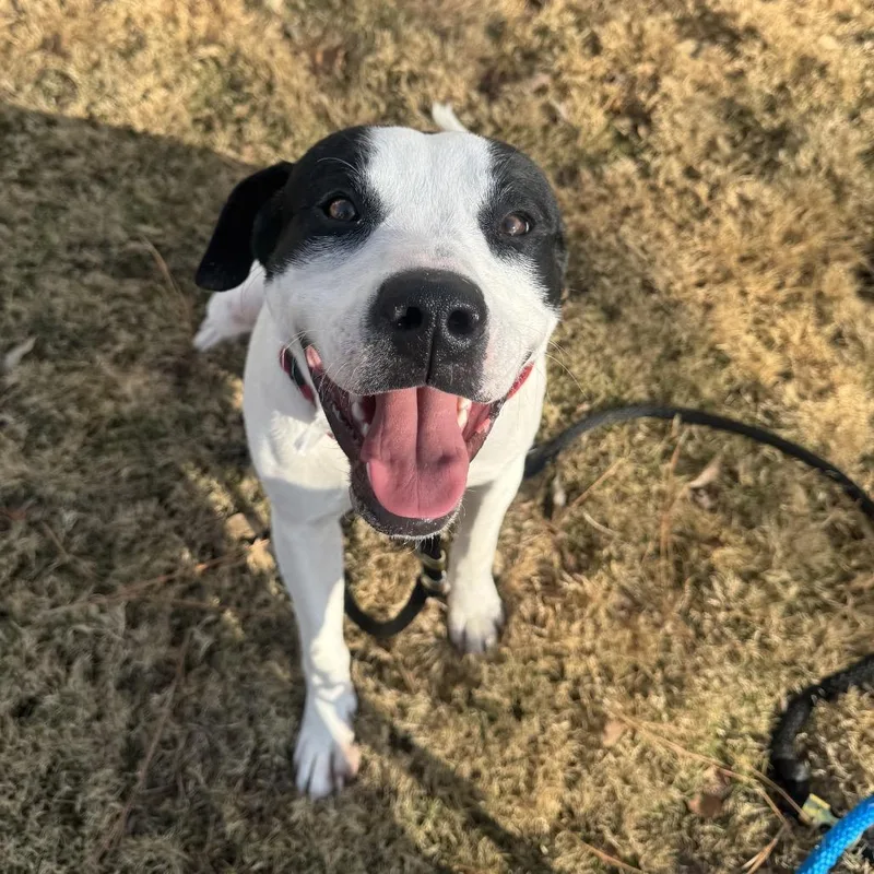 Marshall thumbnail 2