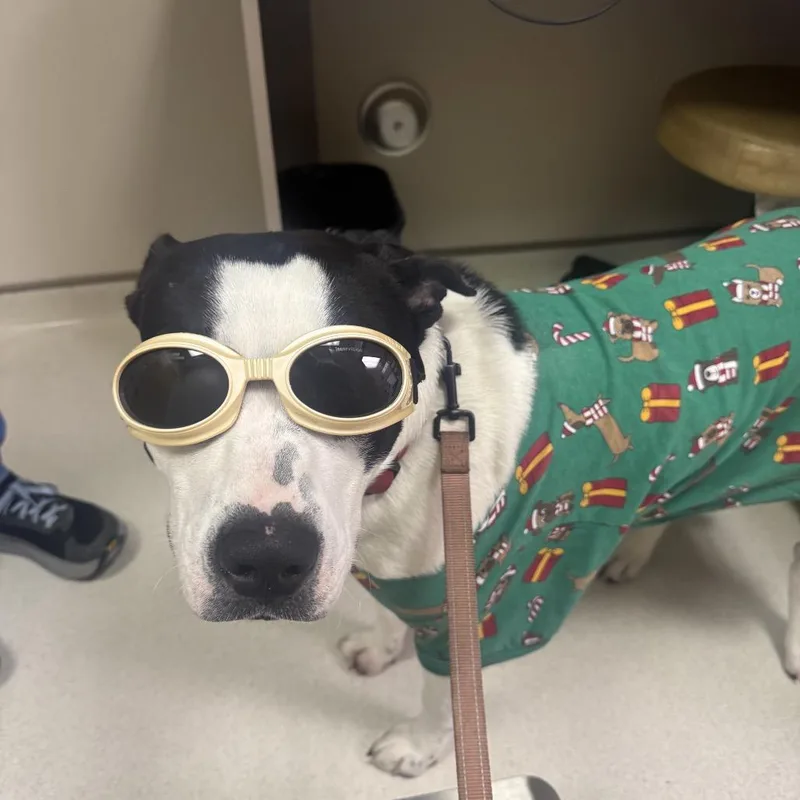 Marshall thumbnail 3