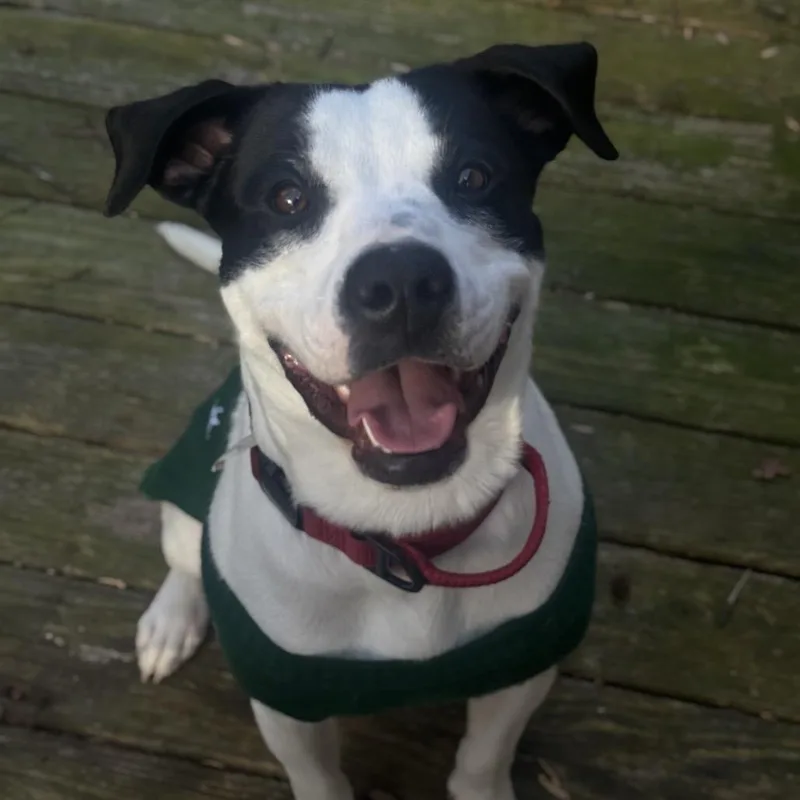 Marshall thumbnail 4