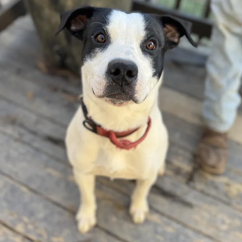 Marshall thumbnail 5