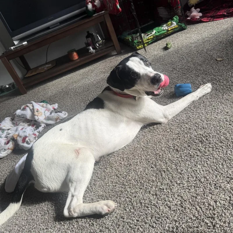 Marshall thumbnail 6