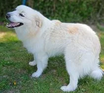 An adult large-sized male Great Pyrenees dog named Donnie for adoption in Cincinnati, OH