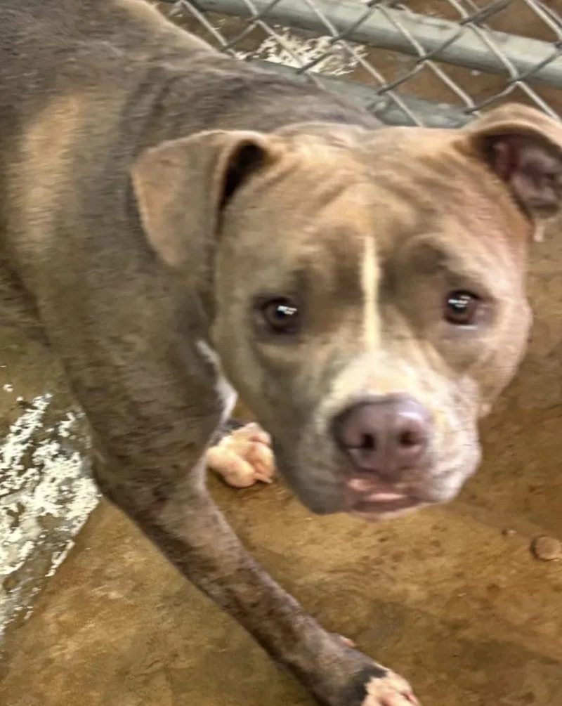 An adult medium-sized female Gray / Blue / Silver Pit Bull Terrier dog named Nanook HOLD for adoption in Canton, OH