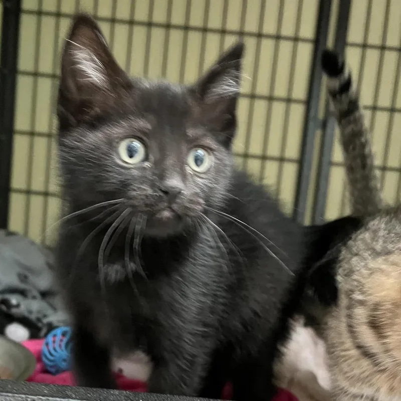 A baby small-sized female Black Domestic Short Hair cat named Geri for adoption in Long Beach, CA
