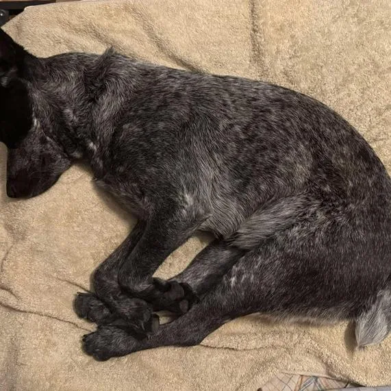 An adult medium-sized female Gray / Blue / Silver Australian Cattle Dog / Blue Heeler dog named Althea KF for adoption in Austin, TX