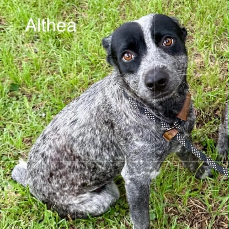 Althea KF thumbnail 3