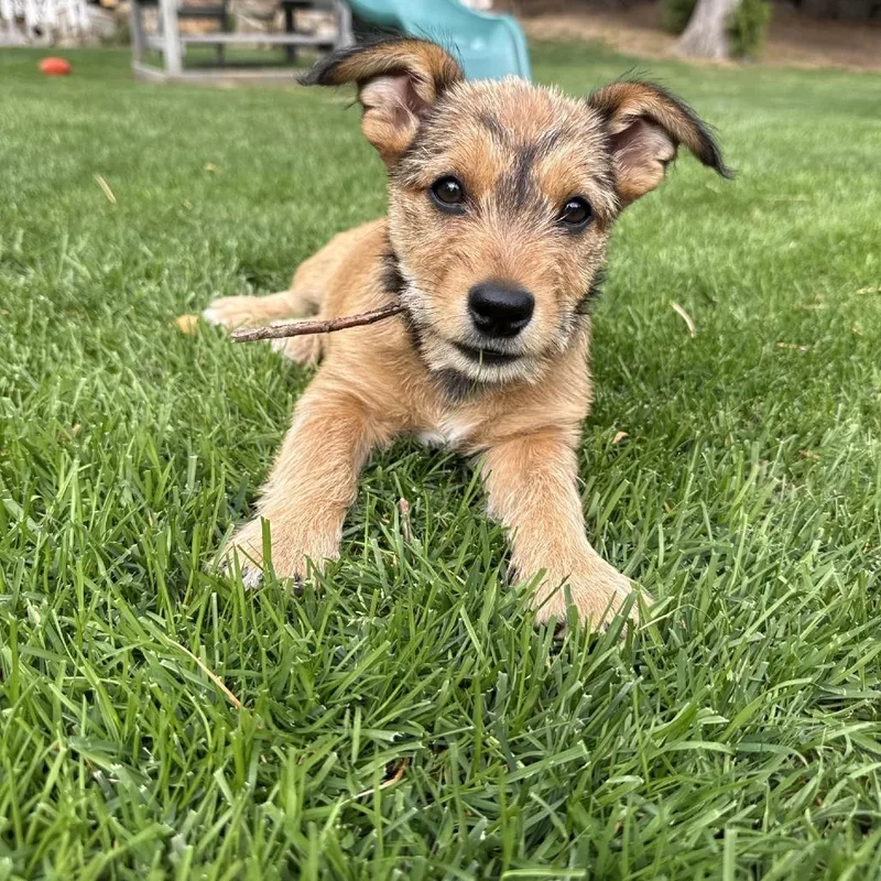 A baby medium-sized female Golden Terrier dog named Ember for adoption in Cashmere, WA