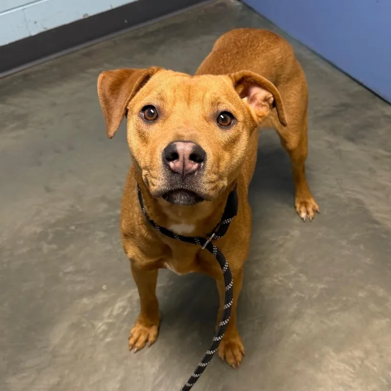 An adult medium-sized female Red / Chestnut / Orange Mixed Breed dog named Viviane for adoption in DeKalb, IL
