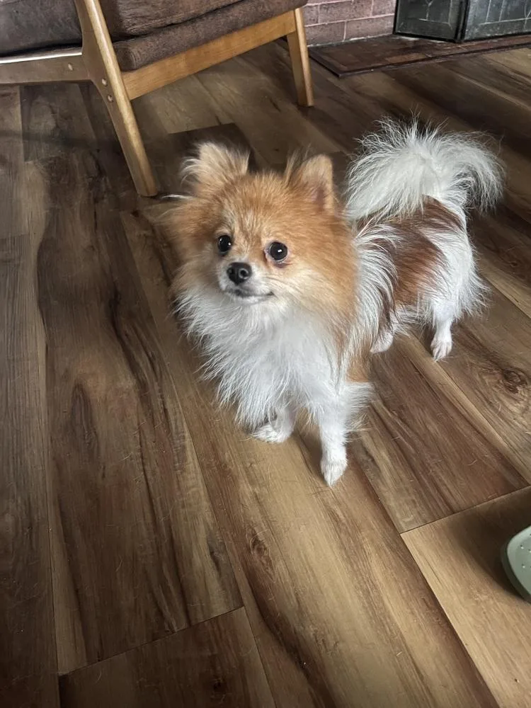A young small-sized female Pomeranian dog named Charmin for adoption in Claremont, CA