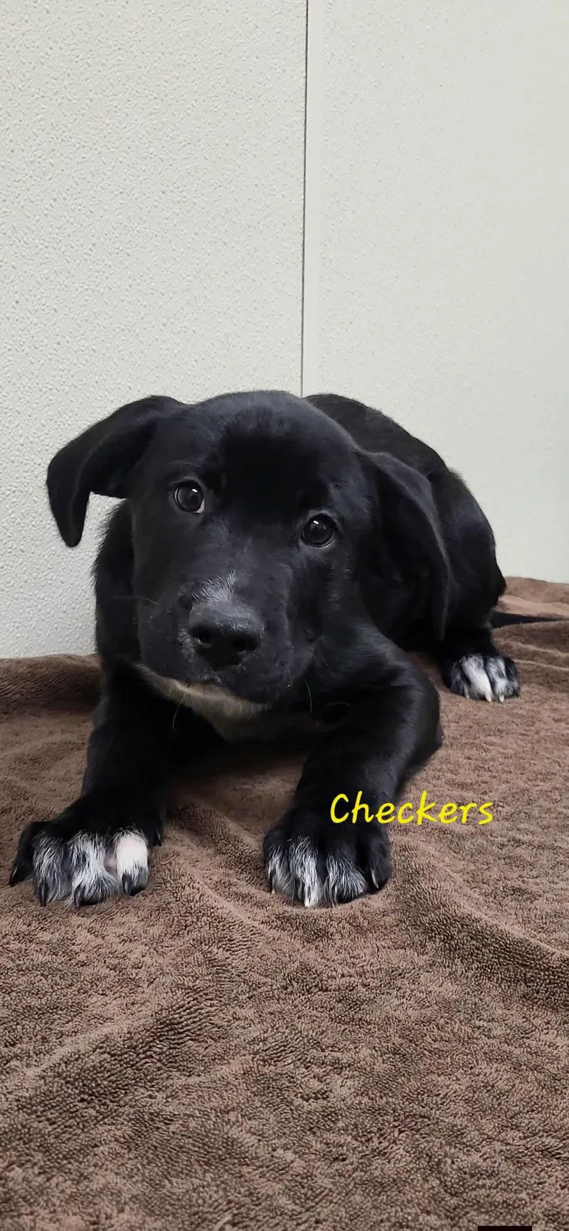 A baby medium-sized male Black Mixed Breed dog named Checkers for adoption in Marion, MS
