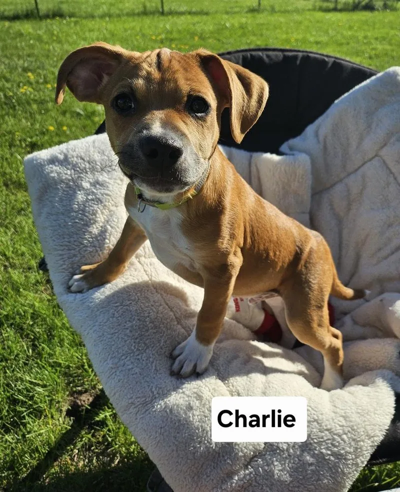 A baby large-sized male White / Cream Mixed Breed dog named Charlie for adoption in Lansing, MI