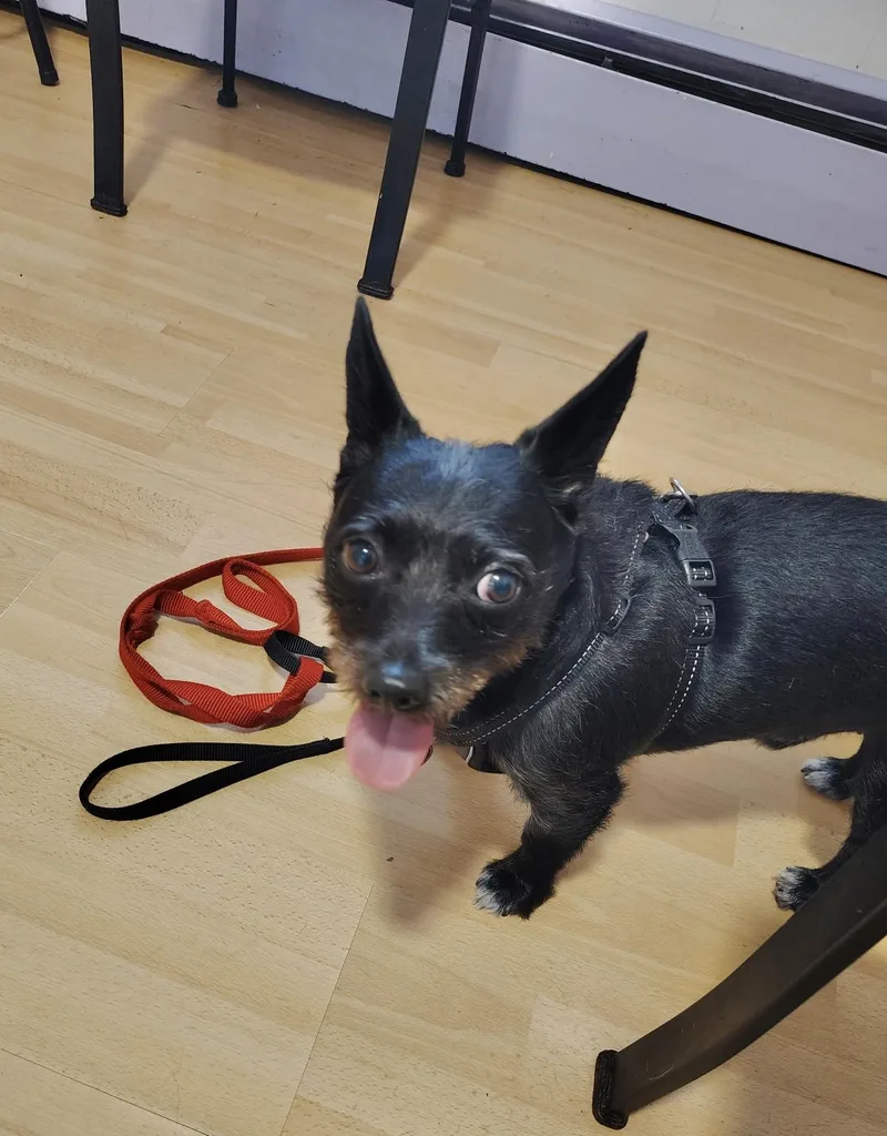 An adult small-sized male Terrier dog named Tuxedo for adoption in Manchester, CT